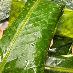 Tempeh đậu nành hữu cơ