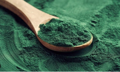 Tảo Bột Nhật dành cho cá cảnh, artemia sinh khối