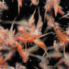 Artemia sinh khối tươi sống, thức ăn dinh dưỡng hàng đầu cho cá cảnh