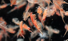 Artemia sinh khối tươi sống, thức ăn dinh dưỡng hàng đầu cho cá cảnh