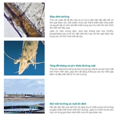 CÁM JADE SIZE 0 – 1 – 2 | THỨC ĂN CAO CẤP CHO CÁ CẢNH