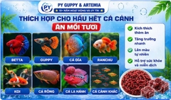 Trùn Huyết Đông Lạnh Dạng Viên Vỉ 24 Viên Cho Cá Cảnh - Thức ĂnTiện Lợi Giàu Dinh Dưỡng