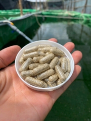 🐠🐠Combo 10 Viên - Trứng BoBo thức ăn cho cá cảnh🐠🐠