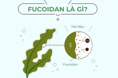 FUCOIDAN LÀ GÌ?