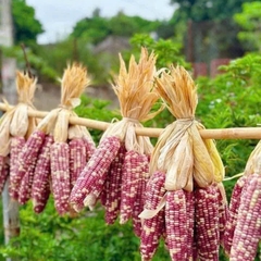 Ngô Nếp Mèo Rang Củi Điện Biên Giòn Rùm Rụm - Ăn Vặt Api Food