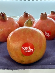 Lựu Red Lady Ấn Độ