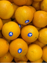 Cam Vàng MFC Australia Grown