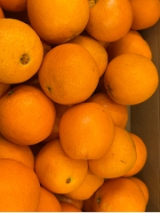 Cam vàng Fresh Juicy