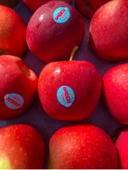 Táo Breeze NewZealand