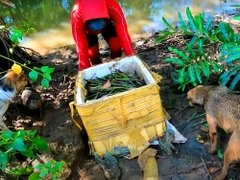 Giải Cứu Rái Cá Giúp Ngừng Việc Buôn Bán Làm Thú Cưng