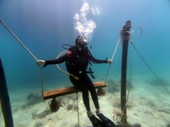Học lặn PADI ở Nha Trang với trung tâm chất lượng 5 sao