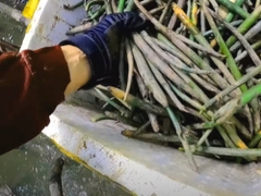 Rái Cá Hỗ Trợ Trồng Rừng Đước Để Cứu Các Loài Sinh Vật Biển