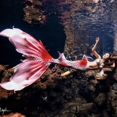 Đuôi Người Cá Koi