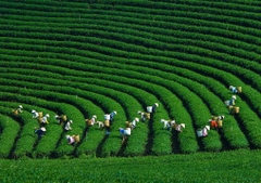 Tour HÀ NỘI - SƠN LA - ĐIỆN BIÊN - MỘC CHÂU