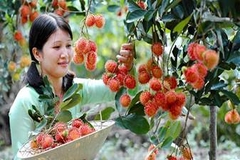 Tour Cái Bè 1 Ngày