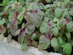 Hạt giống rau dền