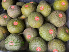 CAM SÀNH HIẾU LIÊM (loại đặc biệt)