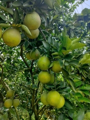 Cam Xoàn Lai Vung (Kg)