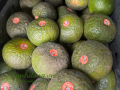 CAM SÀNH HIẾU LIÊM (loại đặc biệt)