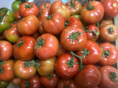 Cà chua beef Đà Lạt