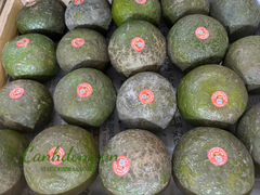 CAM SÀNH HIẾU LIÊM (loại đặc biệt)