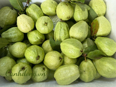 Ổi lê Di Trạch (kg)