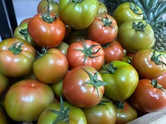 Cà chua beef Đà Lạt