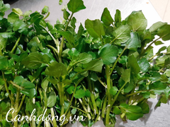 Rau cải xoong hữu cơ Vườn Cây Gạo (túi 400gr)