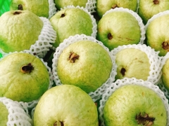 Ổi lê Di Trạch (kg)