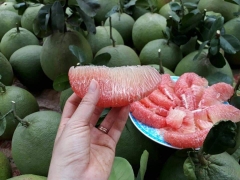Bưởi da xanh Tam Tân (kg)