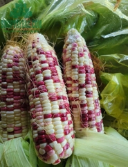 Ngô nếp nương tím sấy giòn 200GR