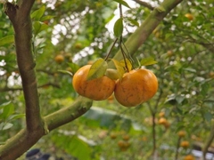 Quýt rừng Xuân Sơn