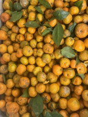 Quýt rừng Xuân Sơn