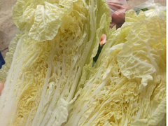 Cải thảo hữu cơ Genki farm