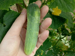 Dưa chuột giống Nhật hữu cơ Genki (Kg)