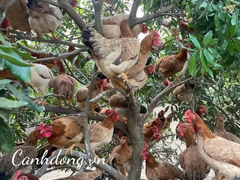 Trứng gà ri thả đồi cam Bắc Giang