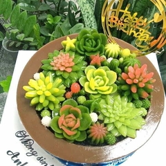 Rau Câu Sinh Nhật Sen Đá Cho Nam / Cho Nữ