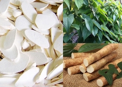 Hoài sơn và những tác dụng của vị thuốc này đối với sức khỏe.