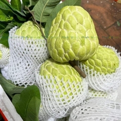 Na Dai Giống Thái