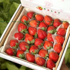 Dâu Tây Đà Lạt Giống Nhật