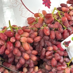 Nho đỏ NĐT