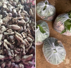 Nấm Tràm Tươi [ 1KG ]