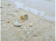 Canon RF 16mm f/2.8 STM (Chính hãng)