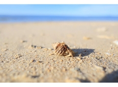 Canon RF 16mm f/2.8 STM (Chính hãng)