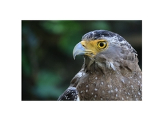 Canon RF-S 55-210mm f/5-7.1 IS STM - Likenew
