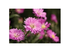 Canon RF-S 55-210mm f/5-7.1 IS STM - Likenew