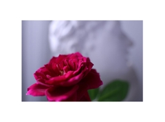 Canon RF 16-28mm f/2.8 IS STM (Chính hãng)