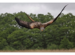 Canon EOS R5 + RF 24-70mm f/2.8L (Chính Hãng)