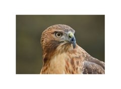 Canon EOS R6 Mark III (Chính hãng) – Kit RF 24-105mm f/4-7.1