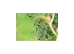 Sony A9 III + Tamron 70-180mm f/2.8 (Chính hãng) (Pin + Thẻ Nhớ 64GB + Dây Đeo + Bộ Vệ Sinh)